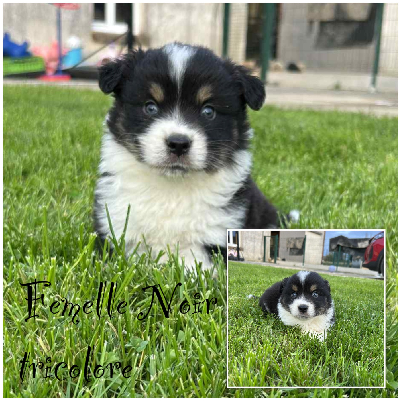 Femelle Noir tricolore - Berger Américain Miniature