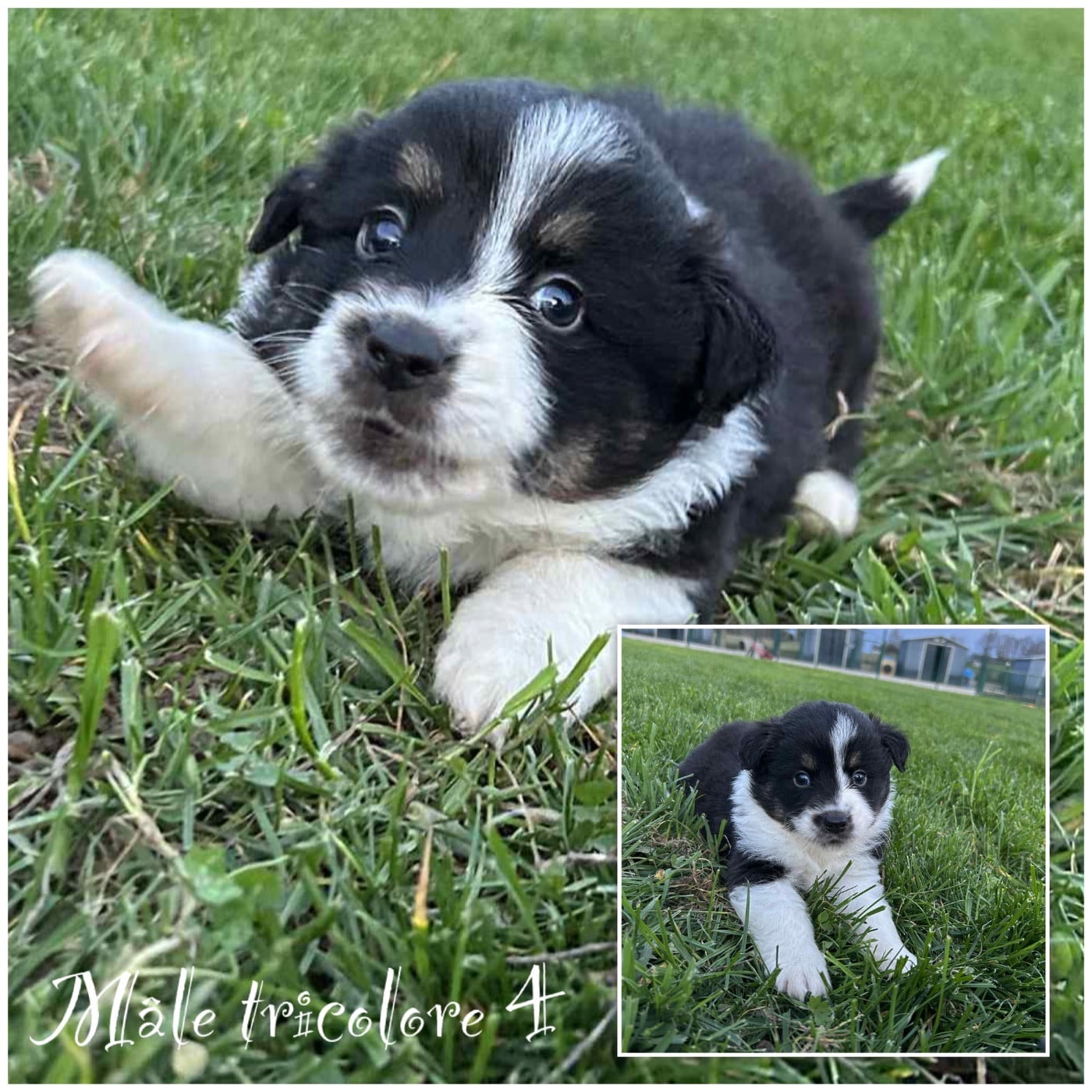 Mâle Noir tricolore 4 - Berger Américain Miniature 