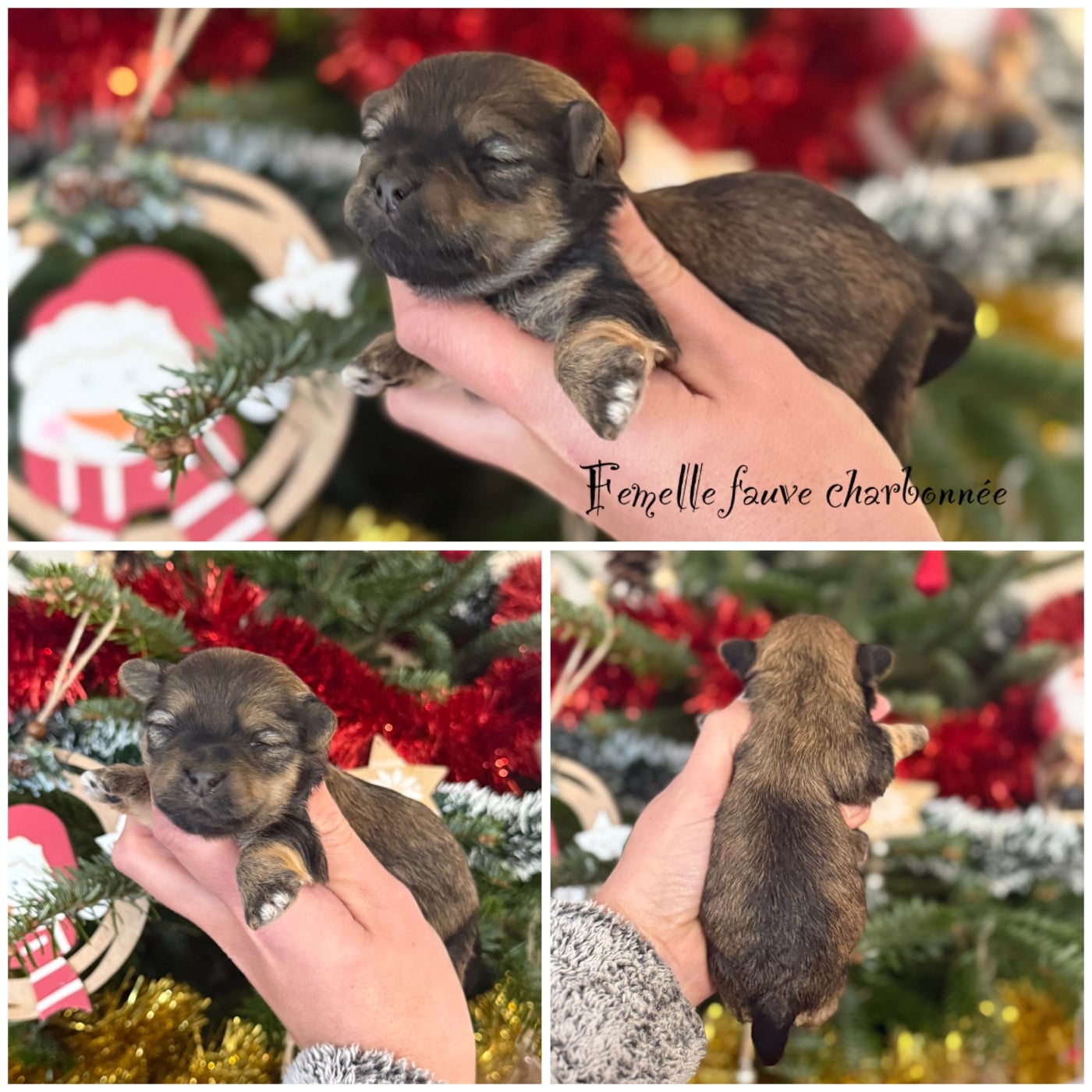 Femelle fauve charbonnée - Bichon Havanais