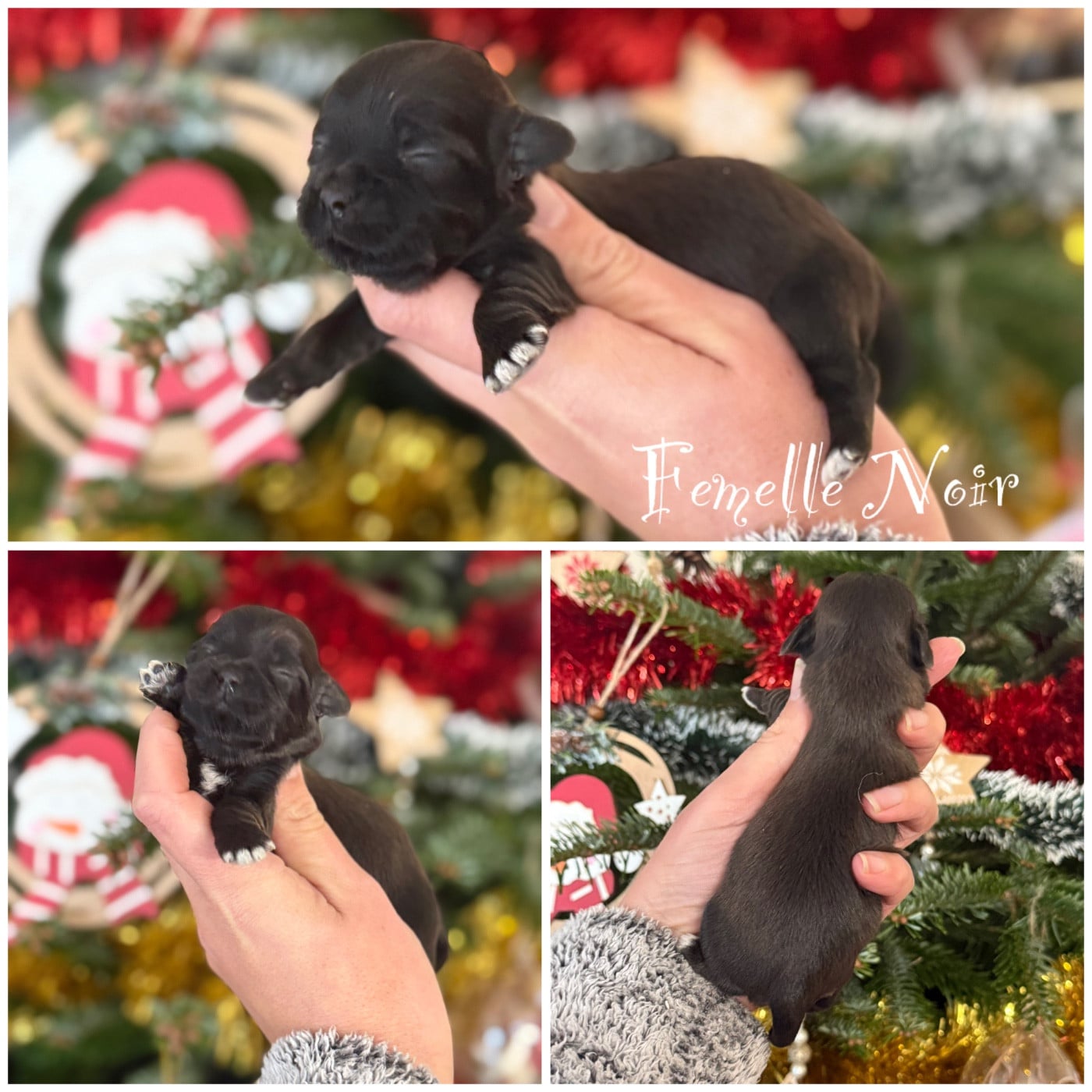 Femelle Noir - Bichon Havanais