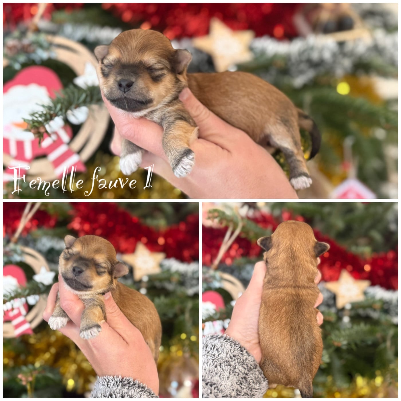 Femelle fauve 1 - Bichon Havanais