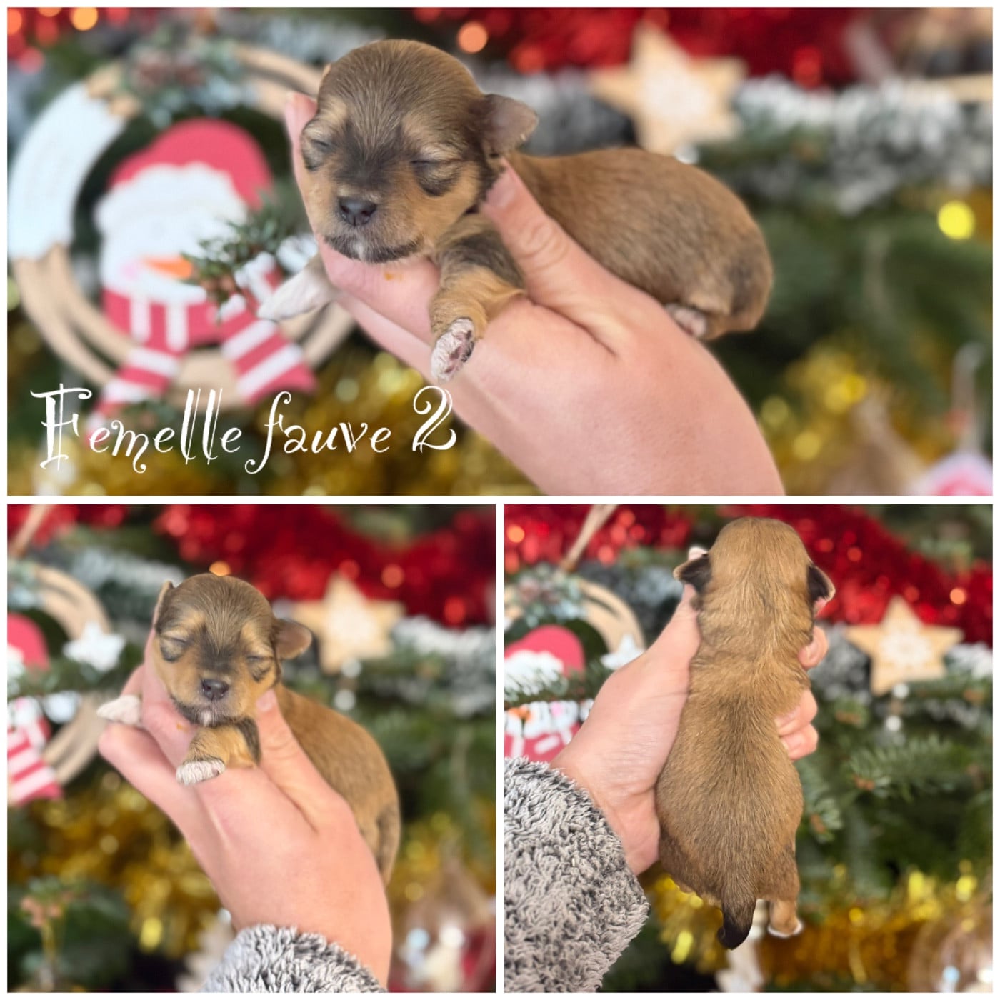 Femelle fauve 2 - Bichon Havanais