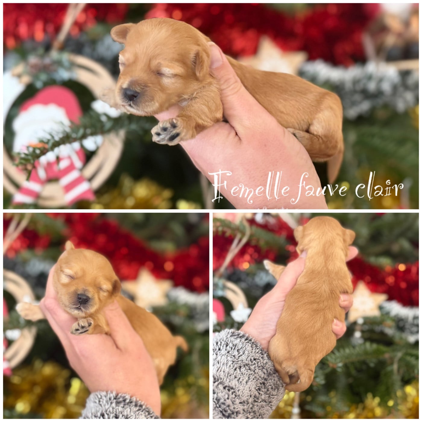 Femelle fauve clair - Bichon Havanais