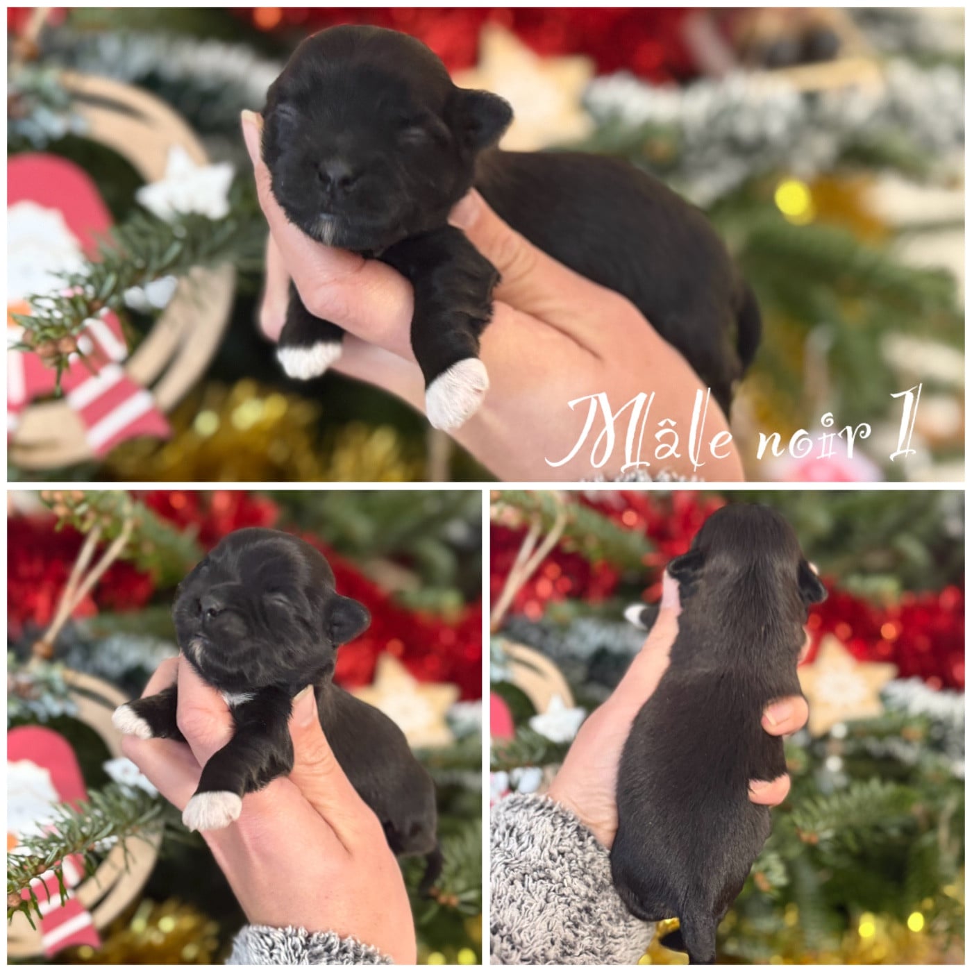 Mâle noir 1 - Bichon Havanais