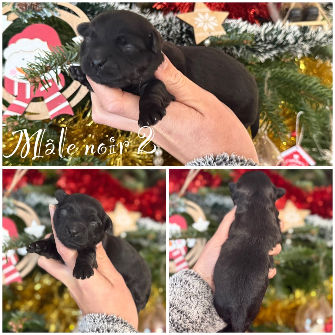 Mâle noir 2 - Bichon Havanais