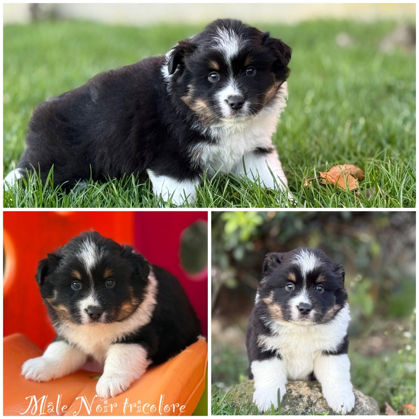 Mâle Noir tricolore - Berger Américain Miniature 