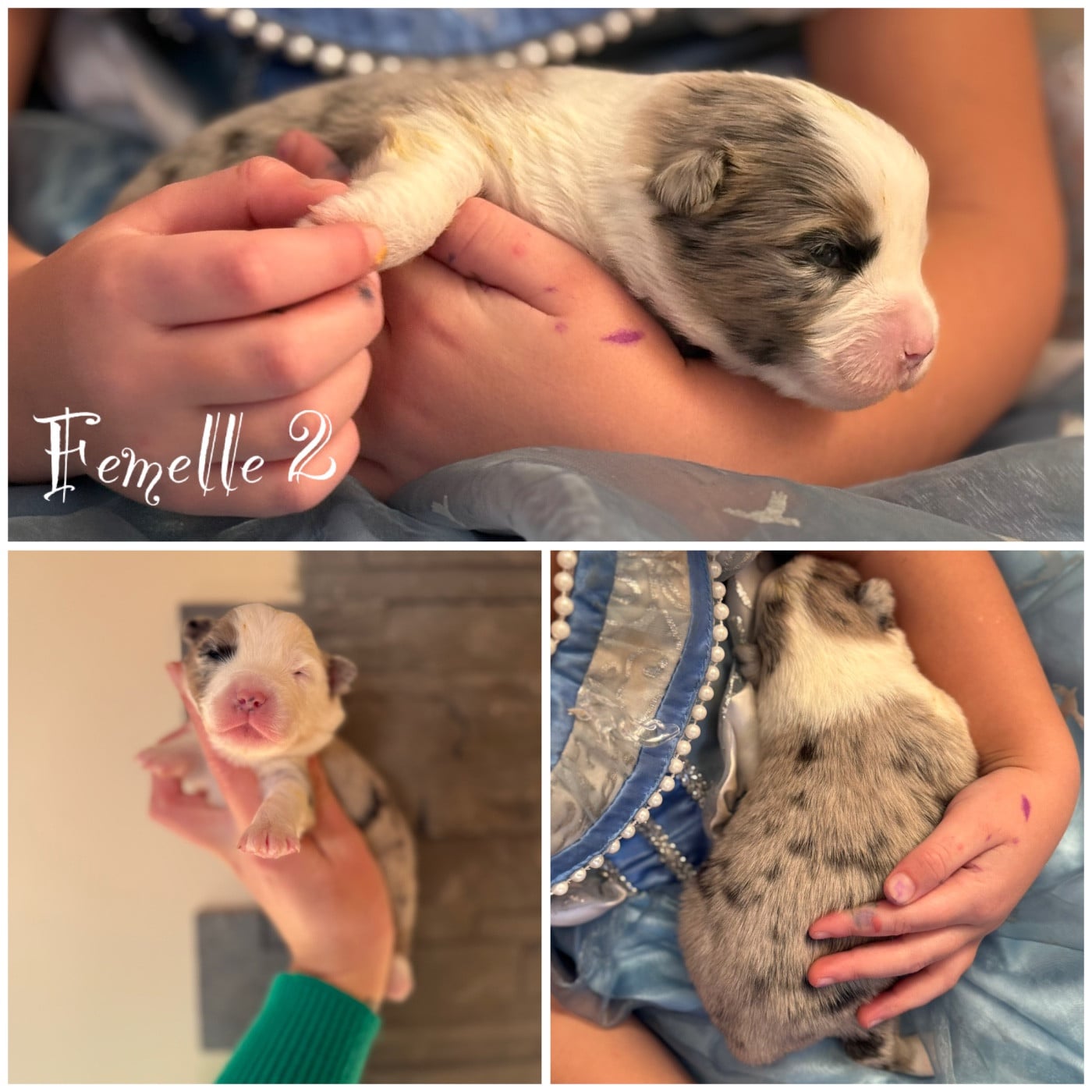 Femelle bleu merle 2 - Berger Américain Miniature 