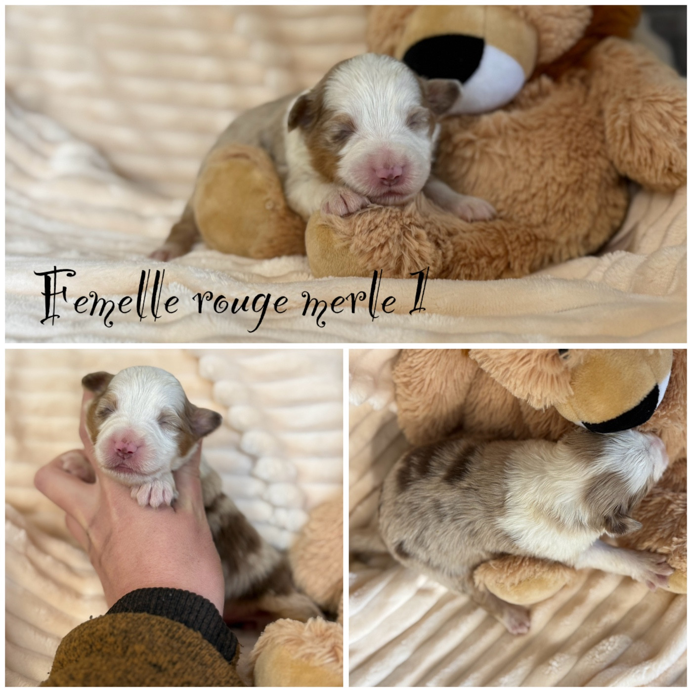 Femelle rouge merle 1 - Berger Américain Miniature 