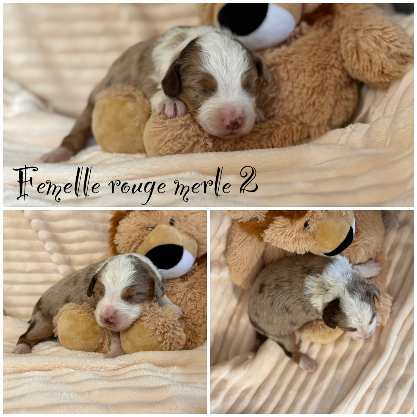 Femelle rouge merle 2 - Berger Américain Miniature 