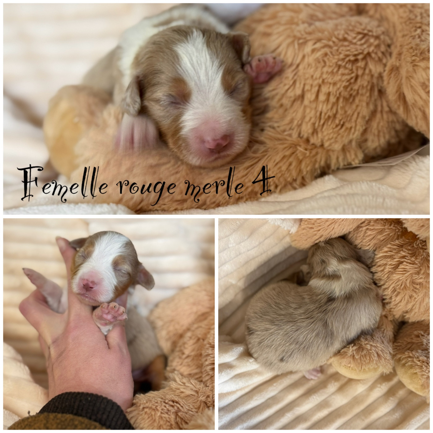 Femelle rouge merle 4 - Berger Américain Miniature 