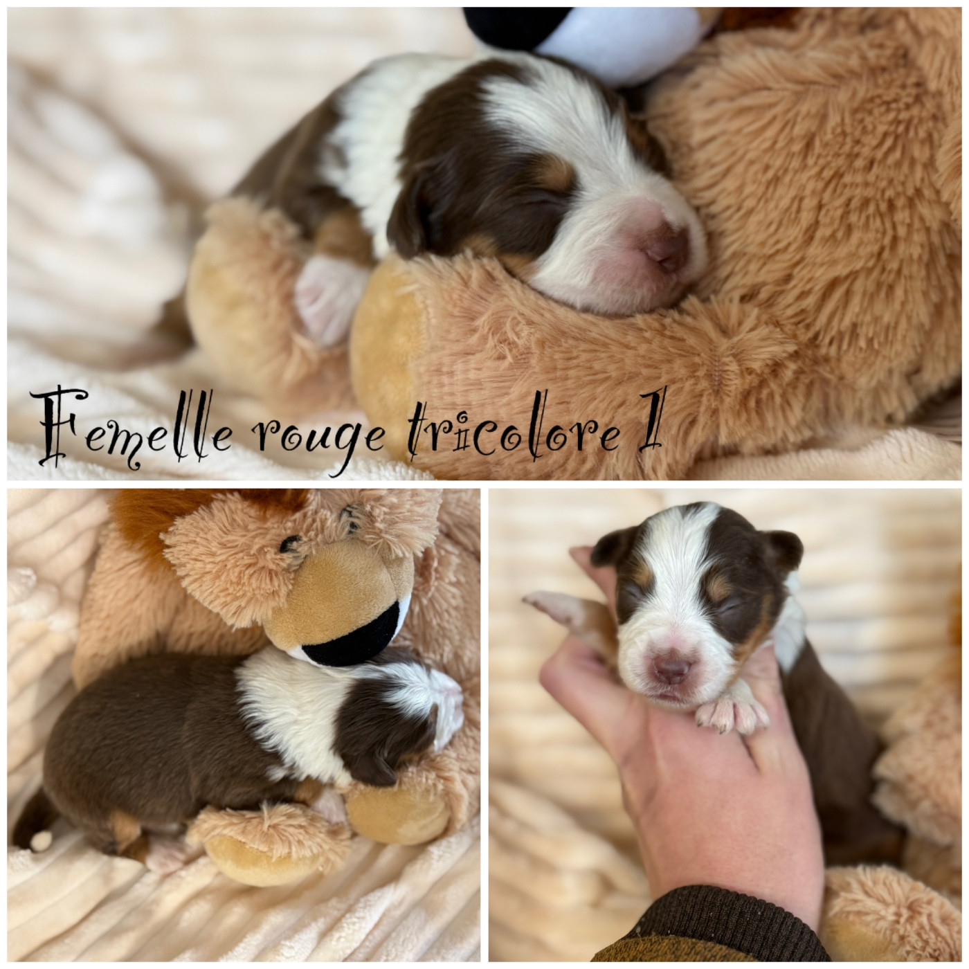 Femelle rouge tricolore 1 - Berger Américain Miniature 