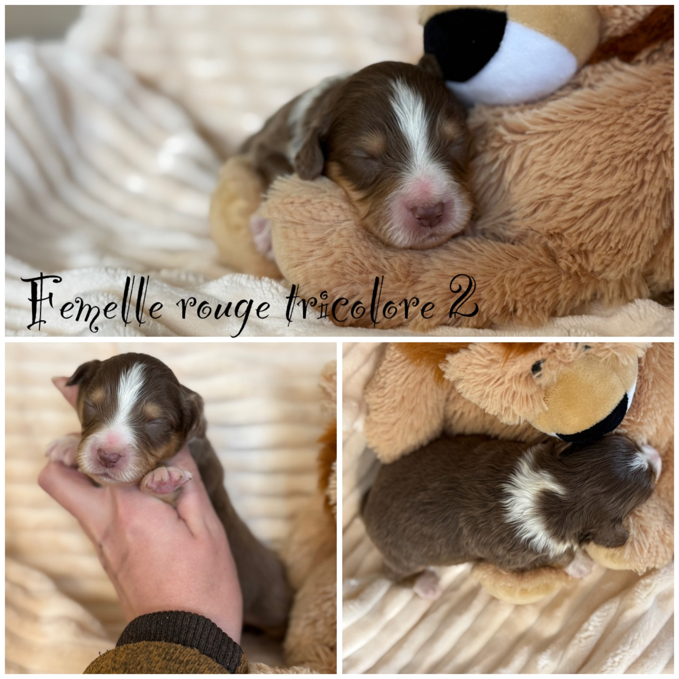 Femelle rouge tricolore 2 - Berger Américain Miniature 