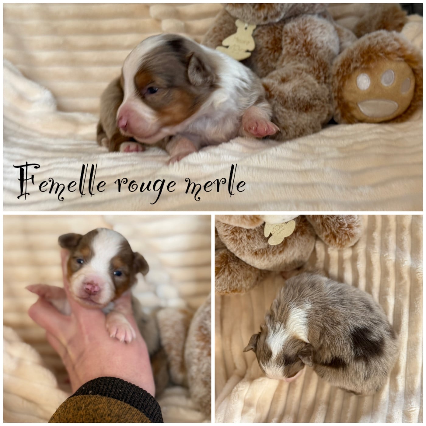 Femelle rouge merle - Berger Américain Miniature 