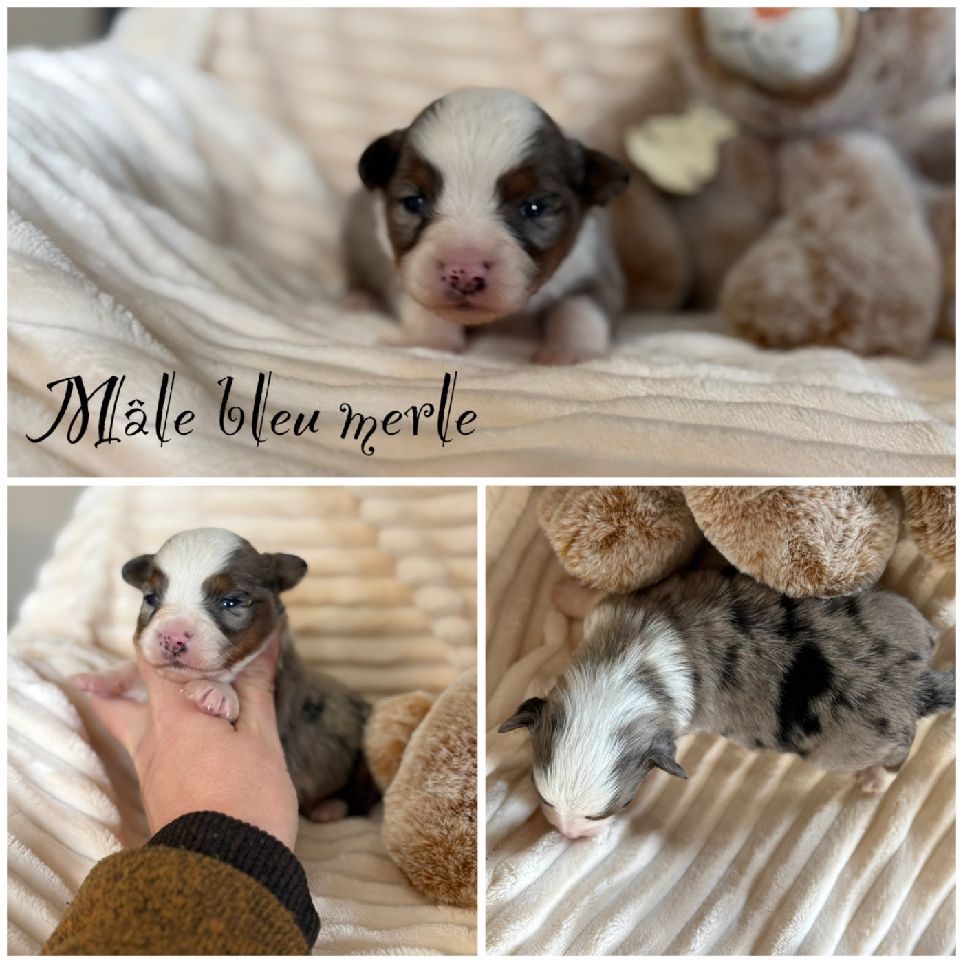 Mâle bleu merle - Berger Américain Miniature 