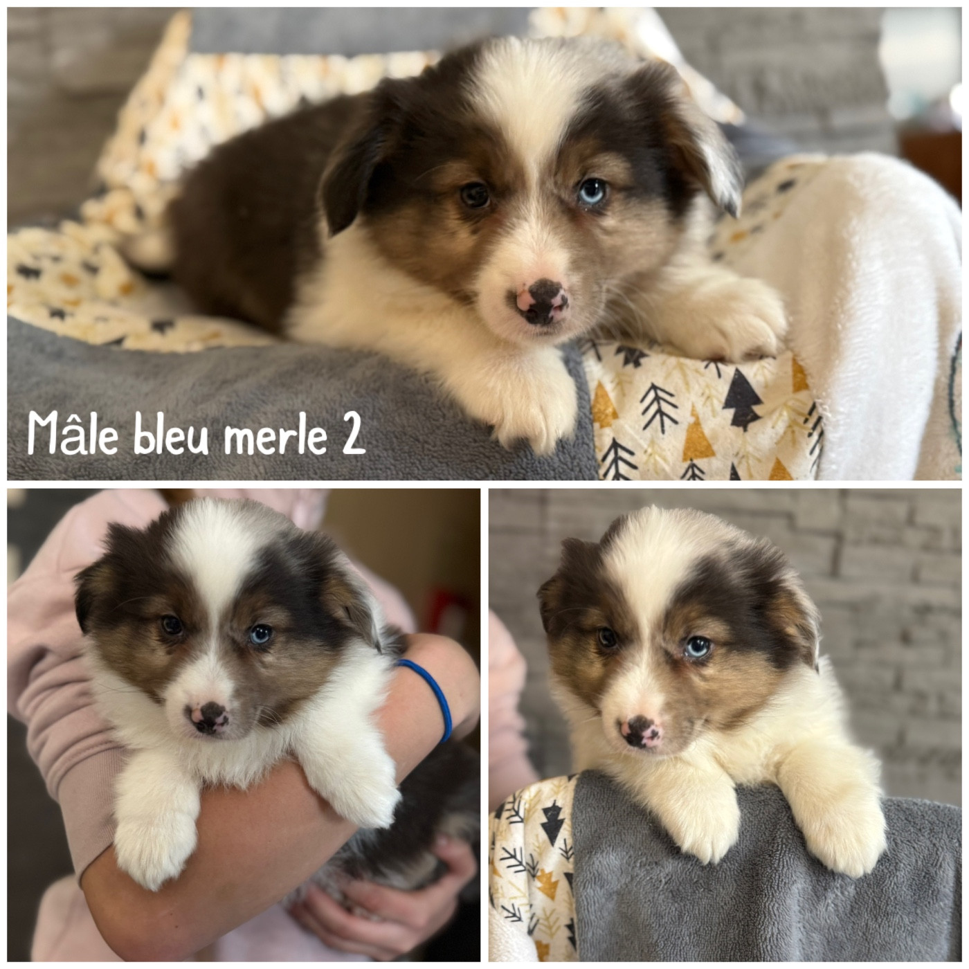 Mâle bleu merle 1 - Berger Américain Miniature