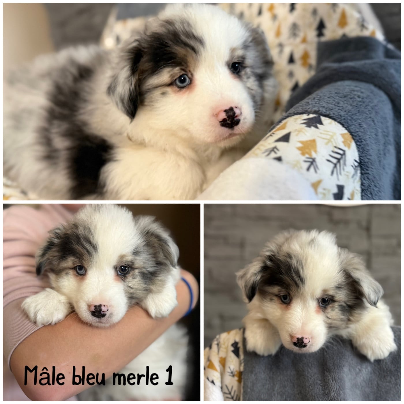 Mâle bleu merle 3 - Berger Américain Miniature