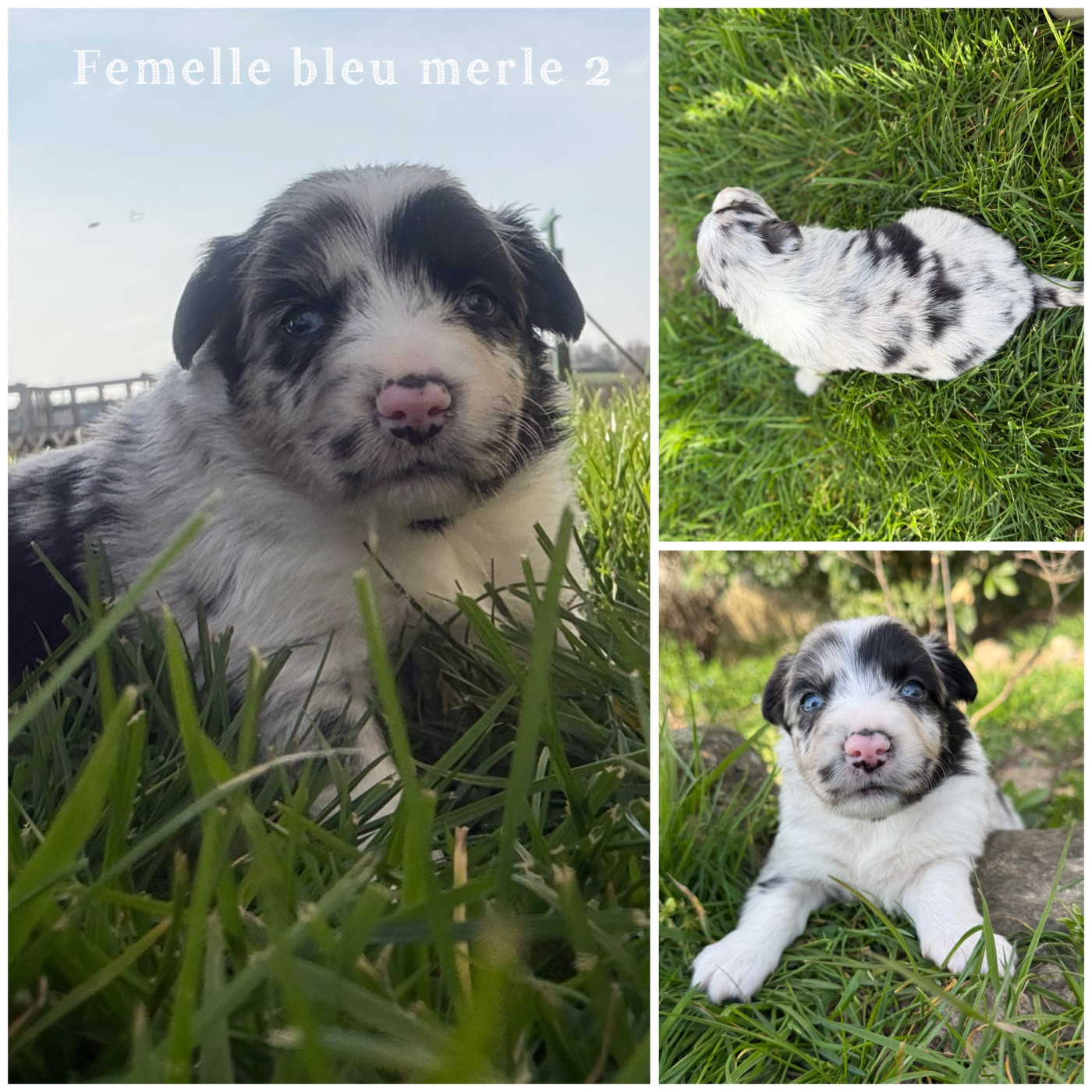 Femelle bleu merle 2 - Berger Américain Miniature 