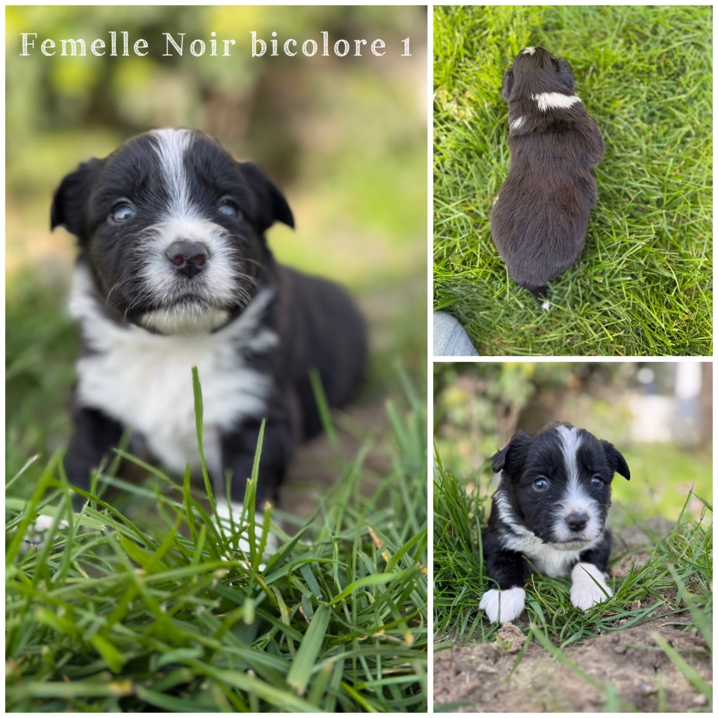 Femelle Noir bicolore 1 - Berger Américain Miniature 