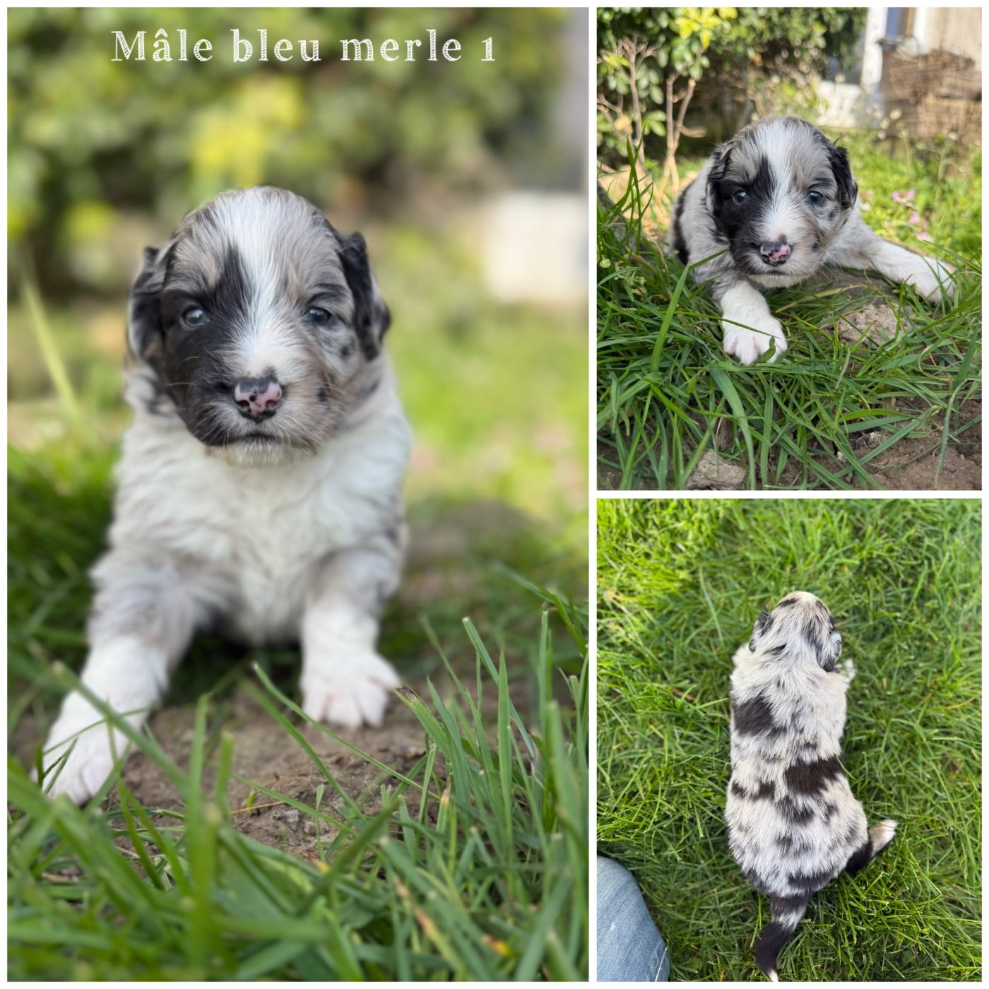 Mâle bleu merle 1 - Berger Américain Miniature 