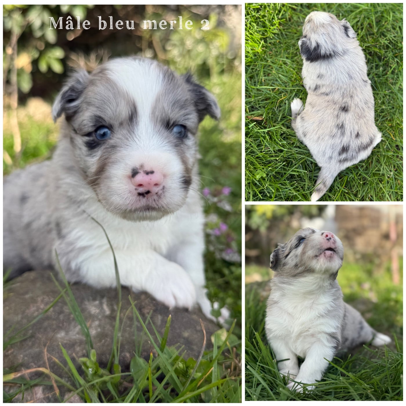 Mâle bleu merle 2 - Berger Américain Miniature 