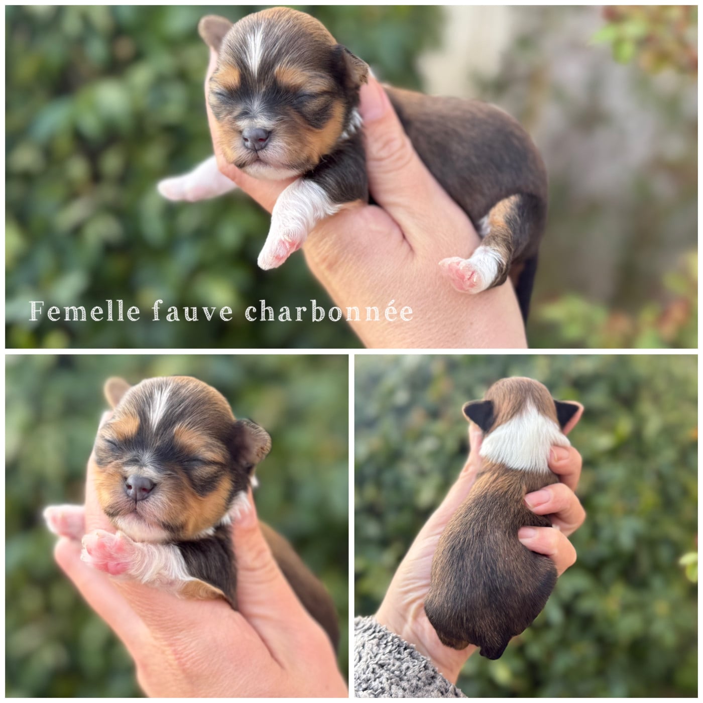 Femelle fauve charbonnée - Bichon Havanais