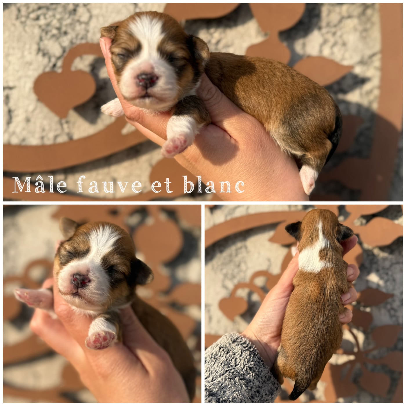 Mâle fauve et blanc - Bichon Havanais