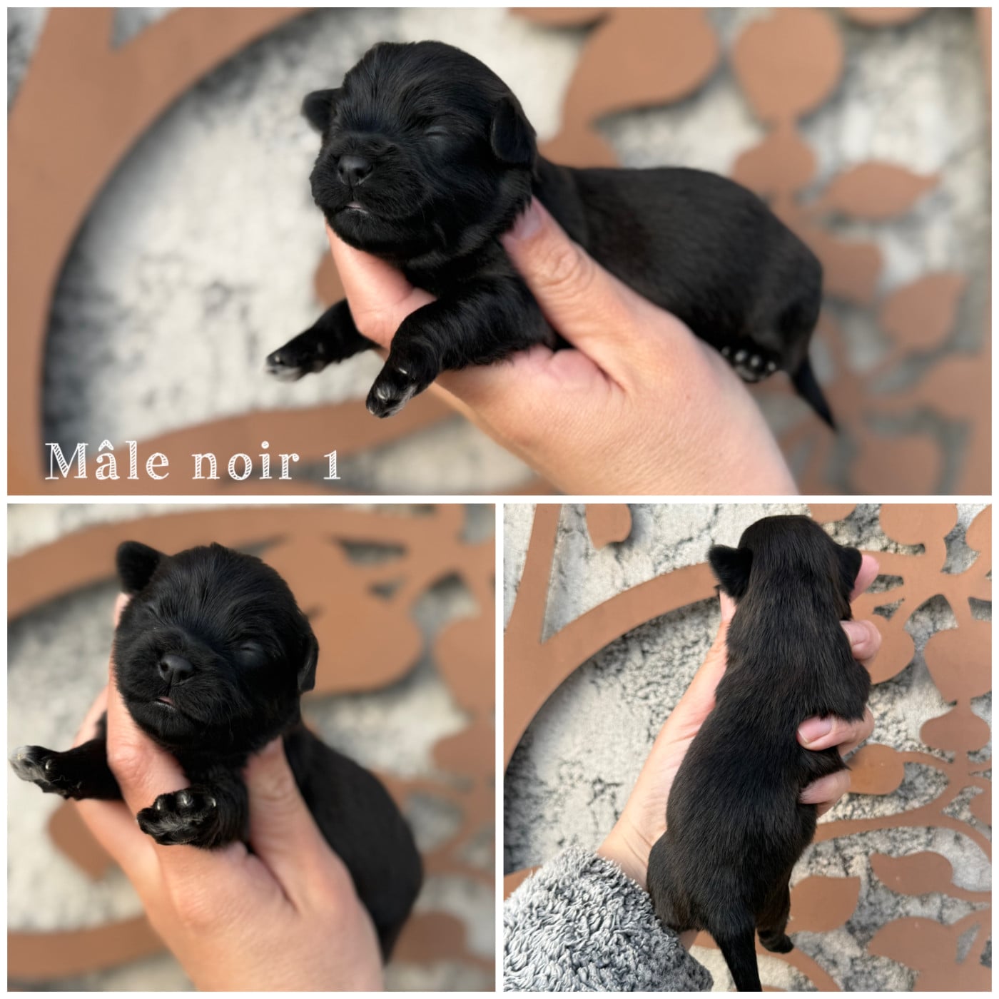 Mâle noir 1 - Bichon Havanais