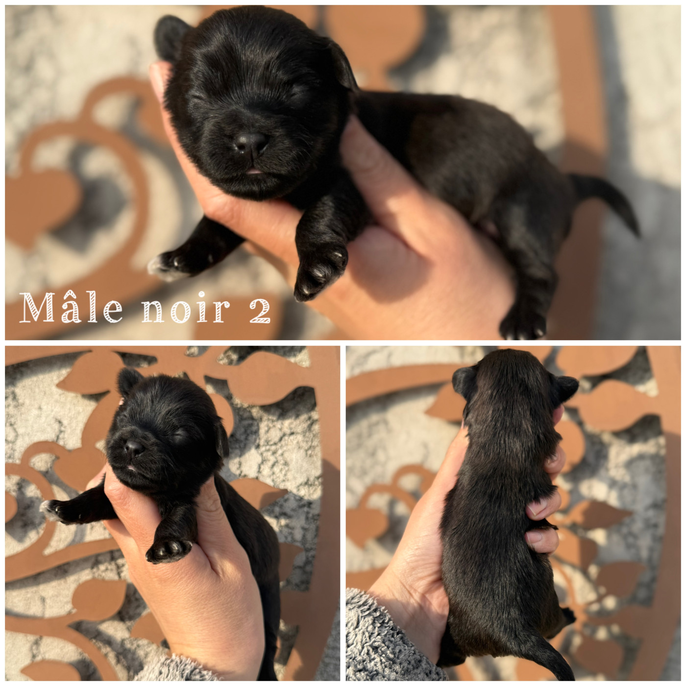 Mâle noir 2 - Bichon Havanais