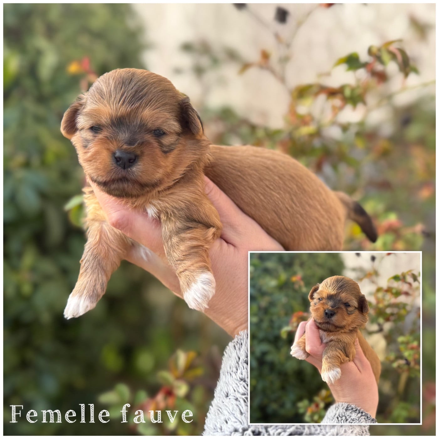 Femelle fauve - Bichon Havanais