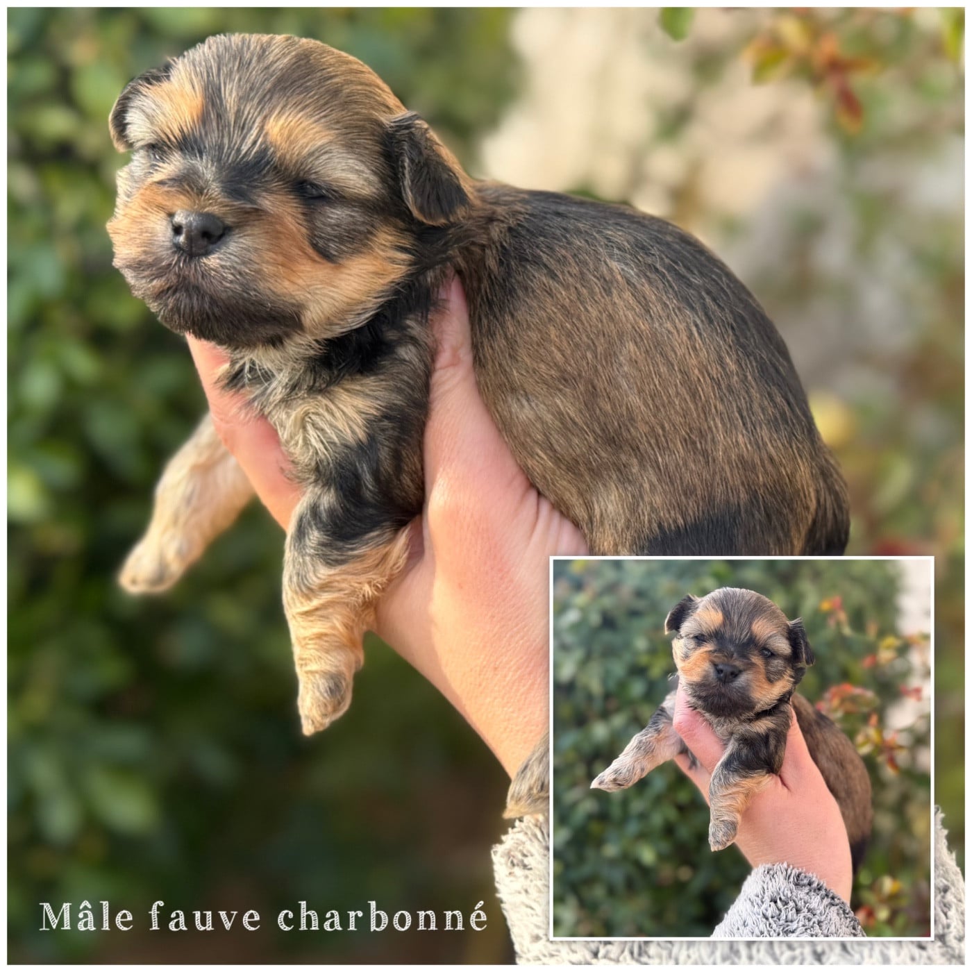 Mâle fauve charbonné - Bichon Havanais