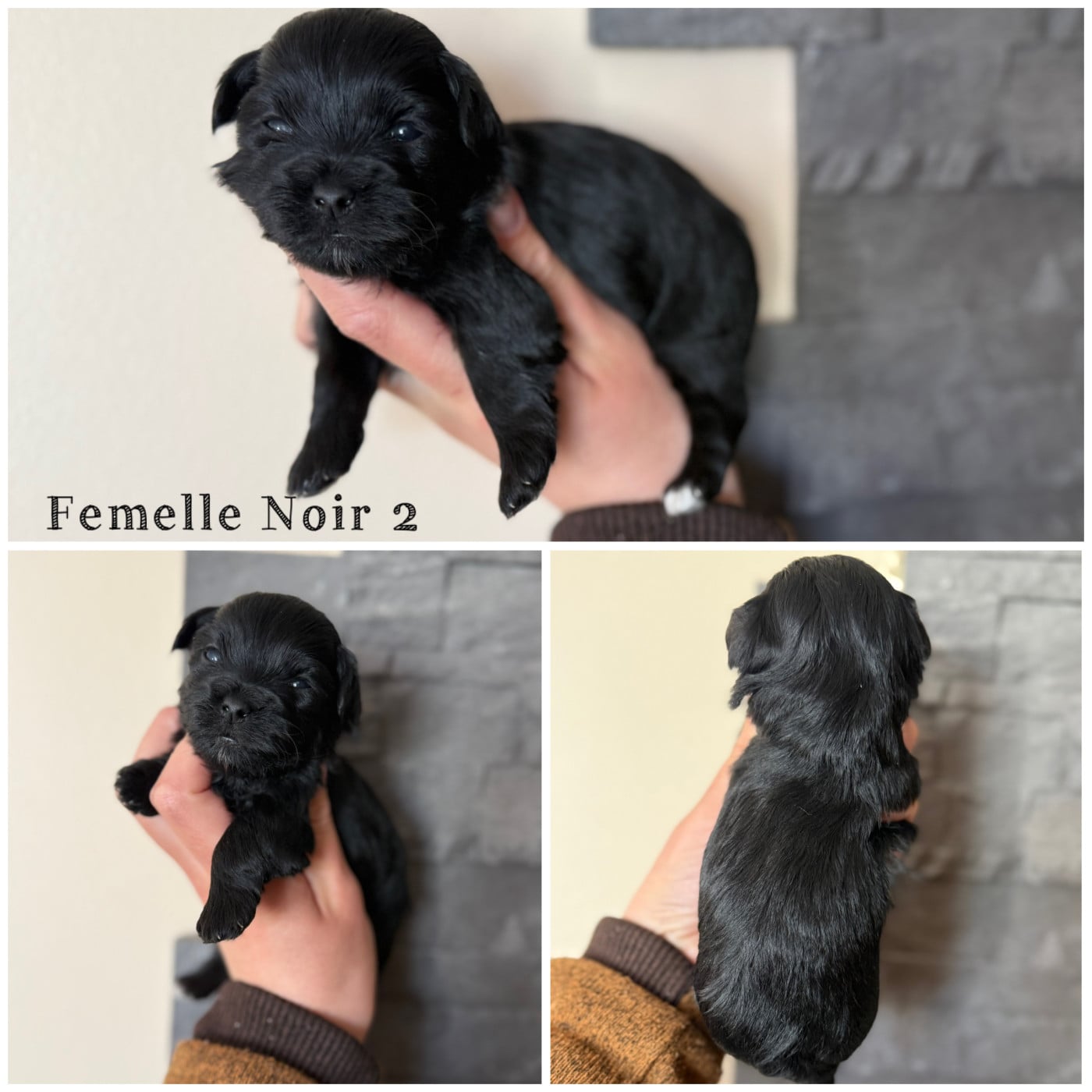 Femelle Noir 2 - Bichon Havanais