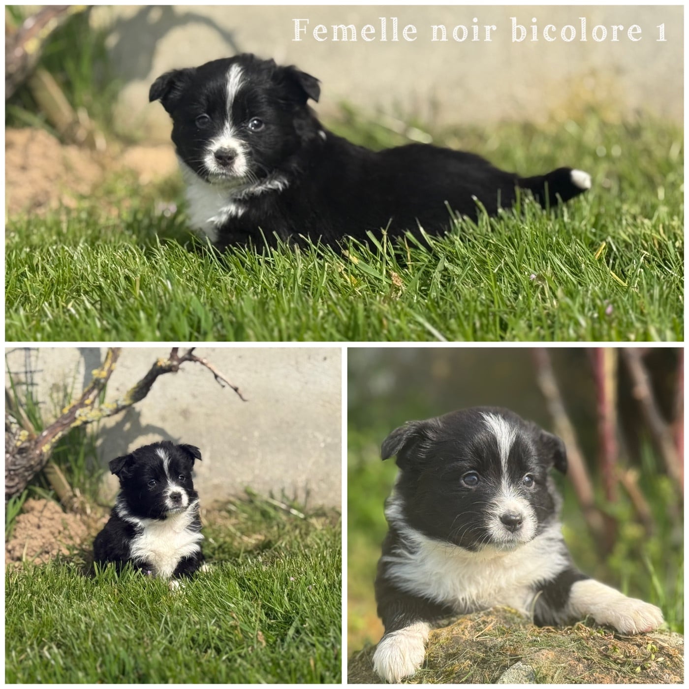 Femelle Noir bicolore 1 - Berger Américain Miniature 