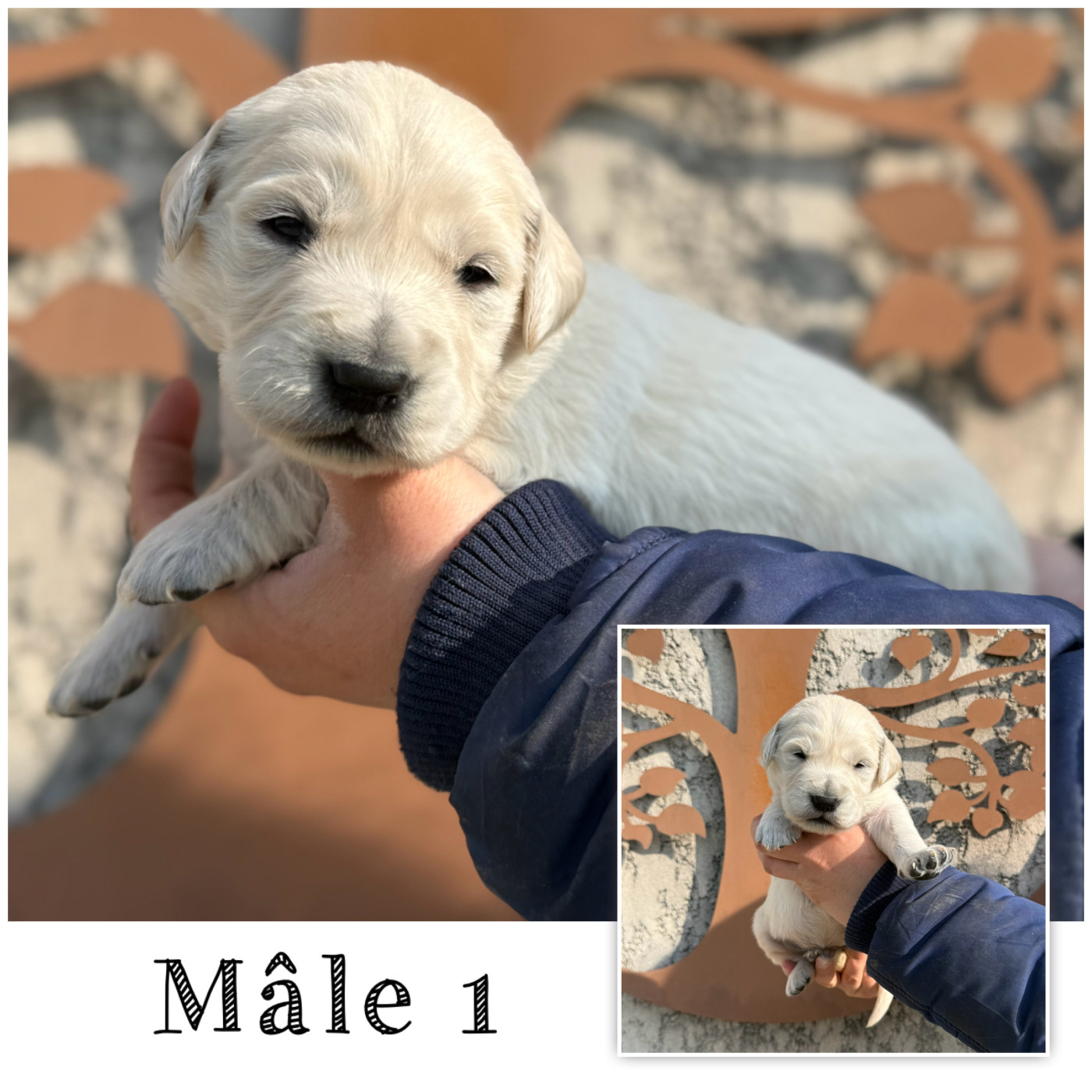Mâle 1 - Golden Retriever