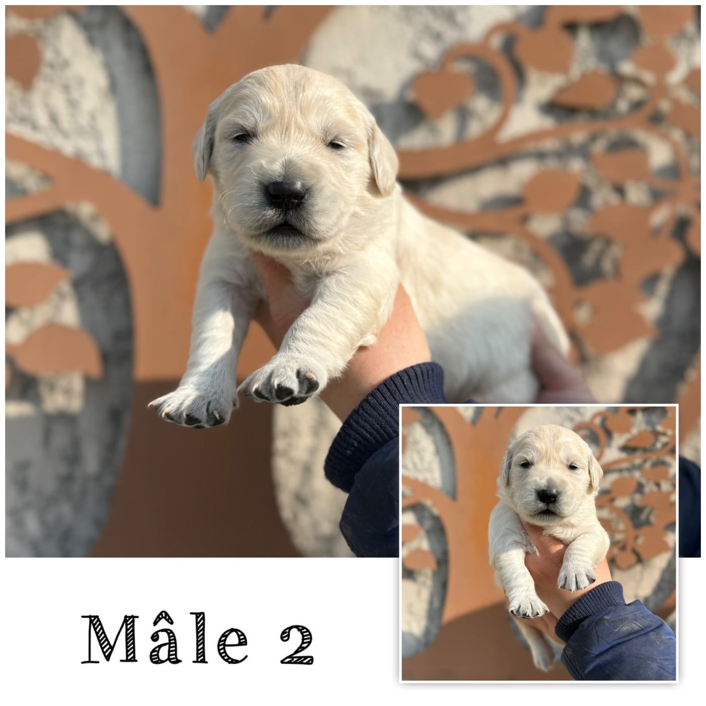 Mâle 2 - Golden Retriever