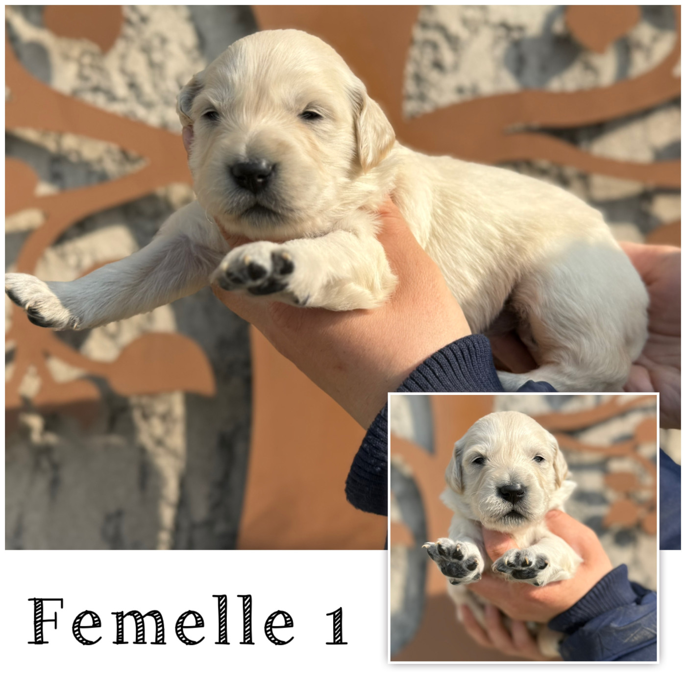 Femelle 1 - Golden Retriever