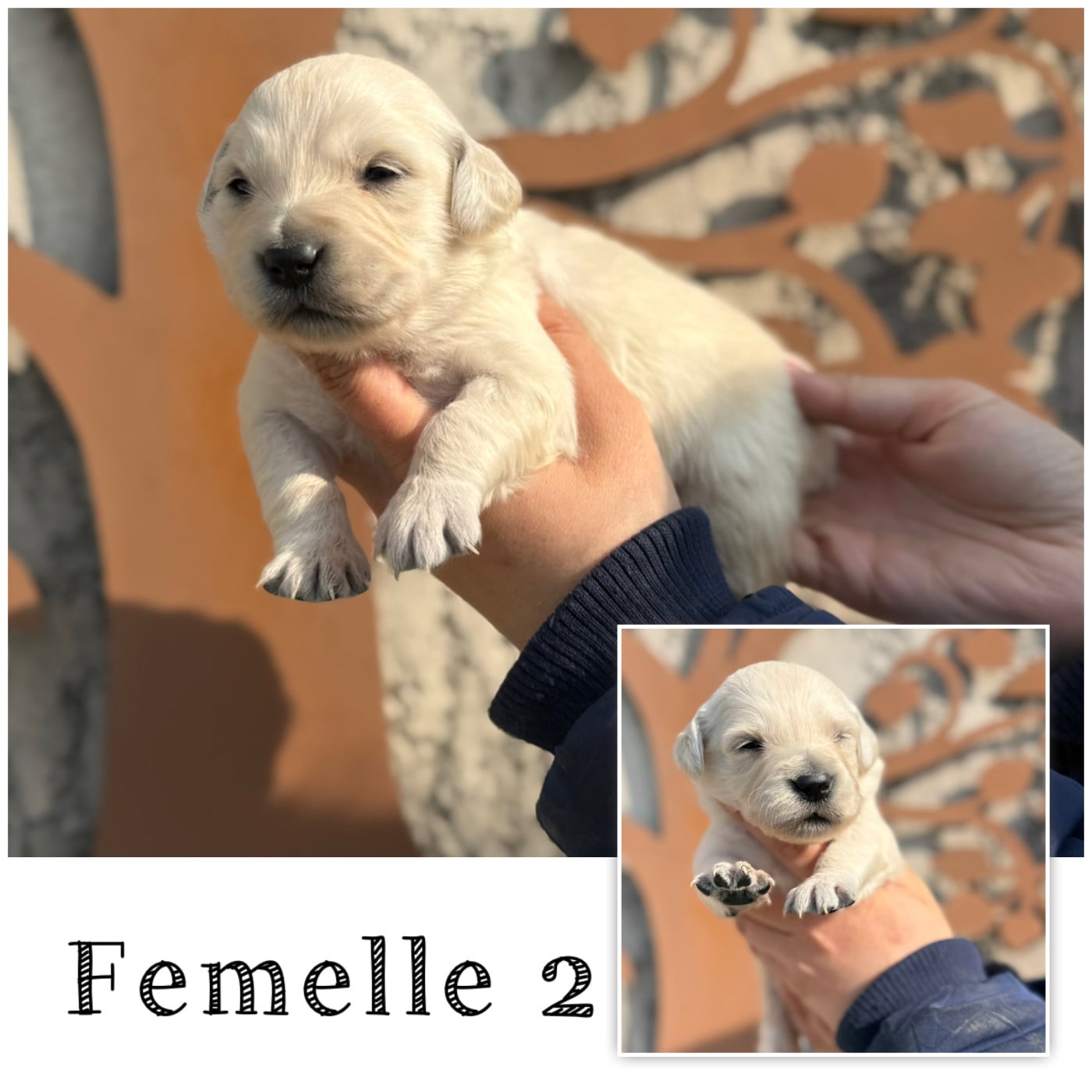 Femelle 2 - Golden Retriever