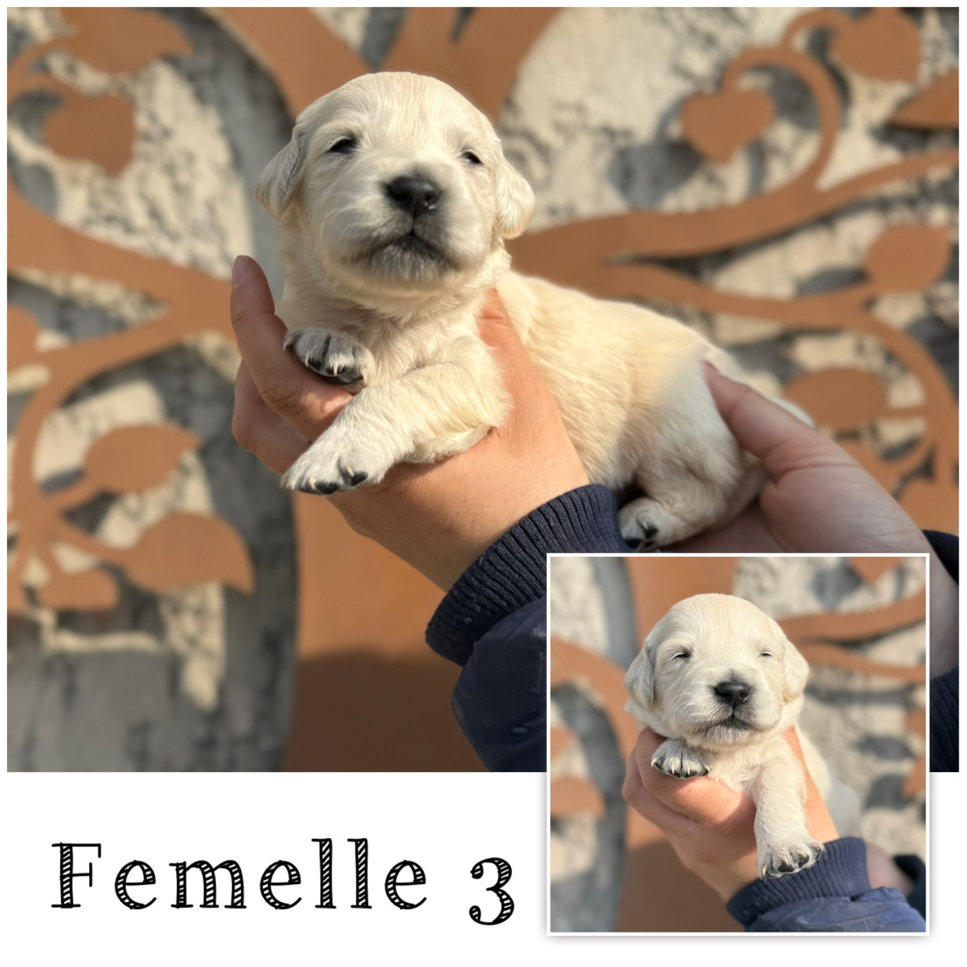 Femelle 3 - Golden Retriever