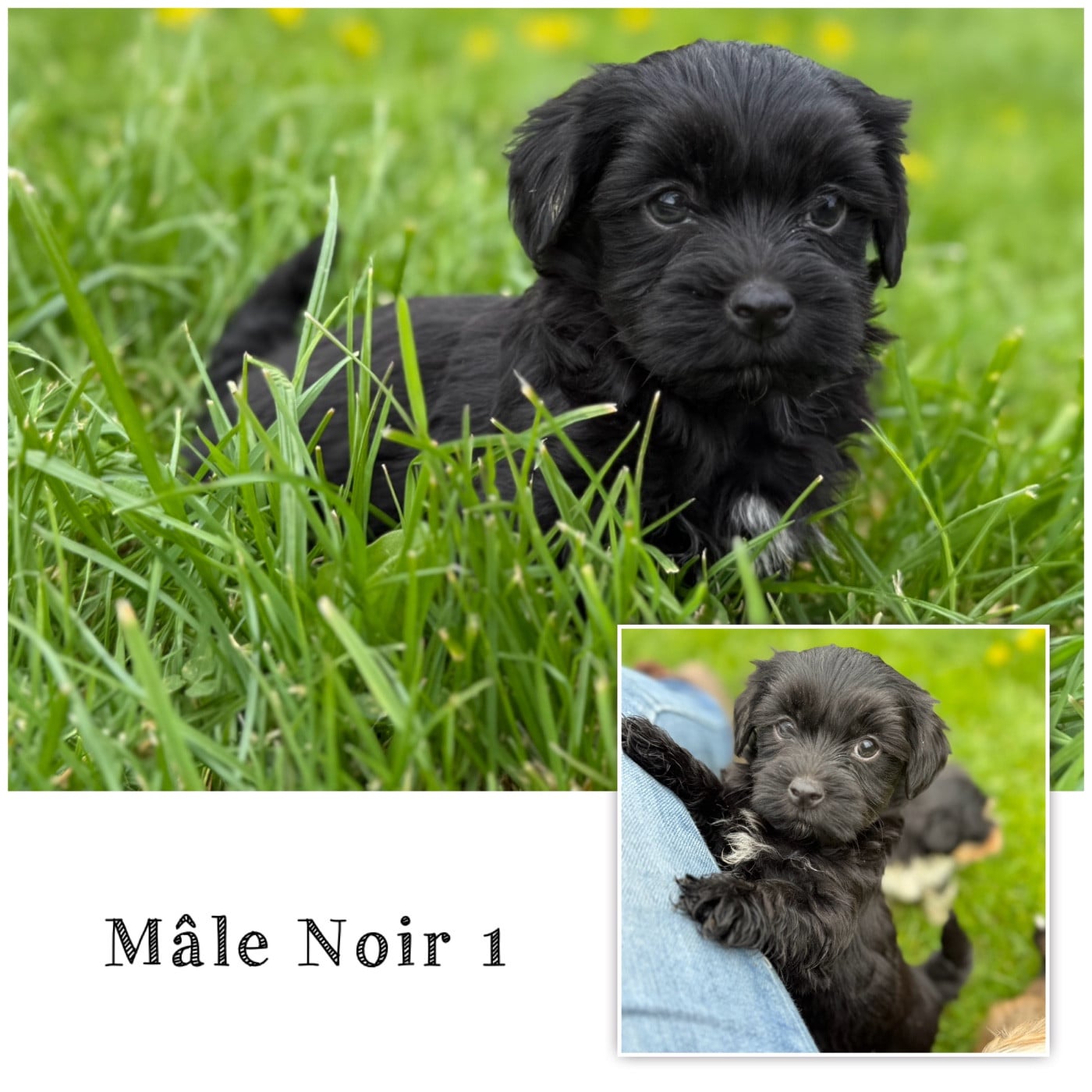 Mâle noir 1 - Bichon Havanais