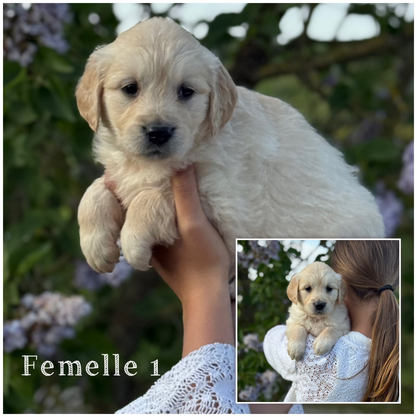 Femelle 1 - Golden Retriever