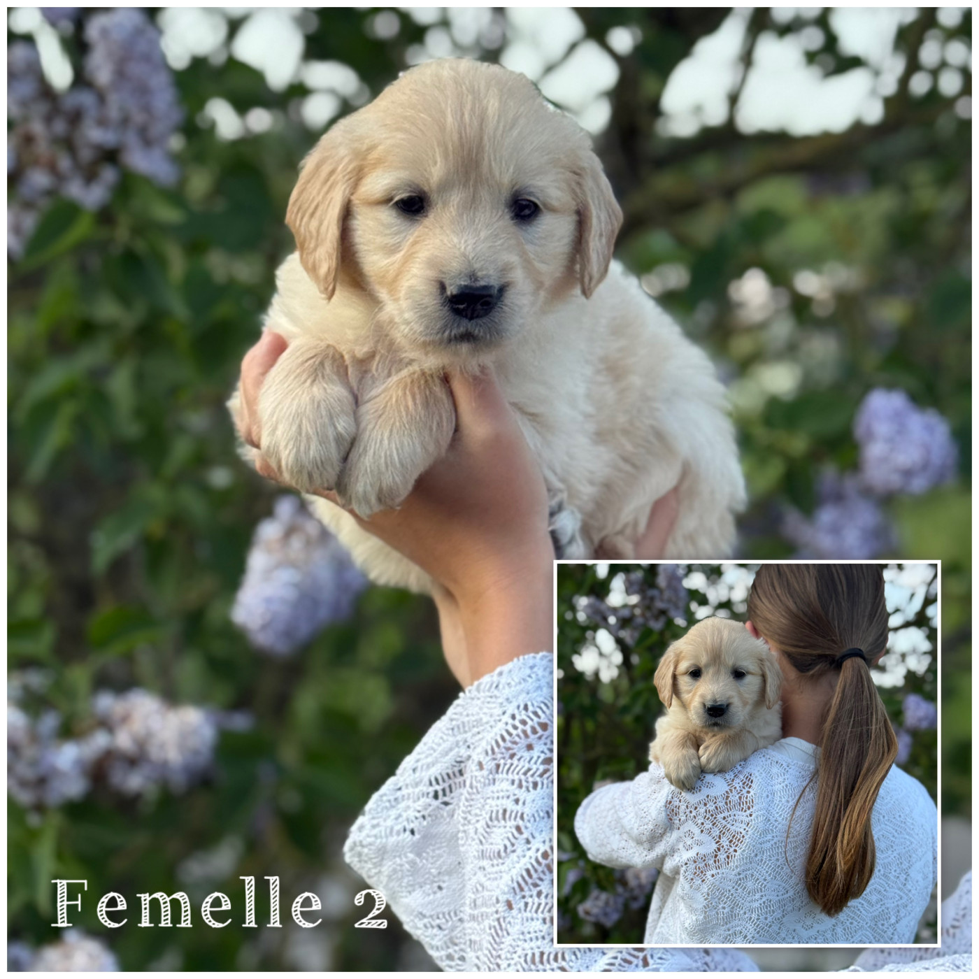 Femelle 2 - Golden Retriever