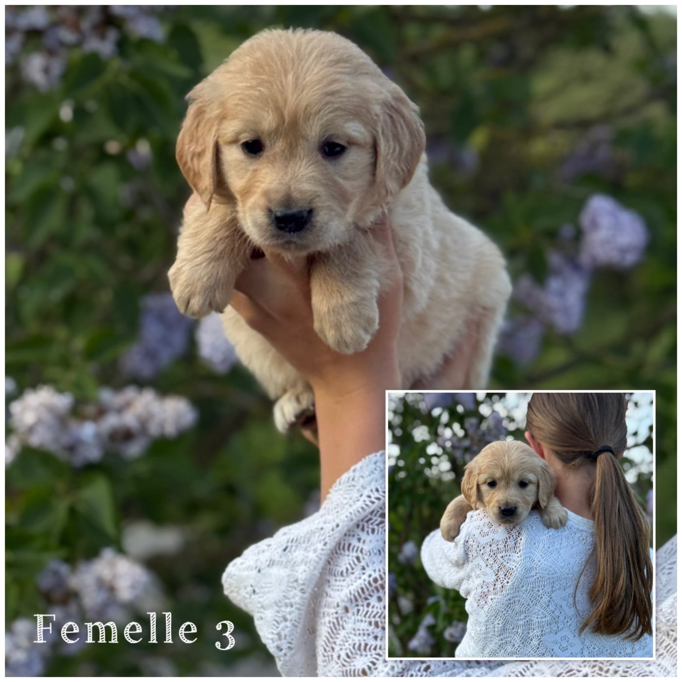 Femelle 3 - Golden Retriever