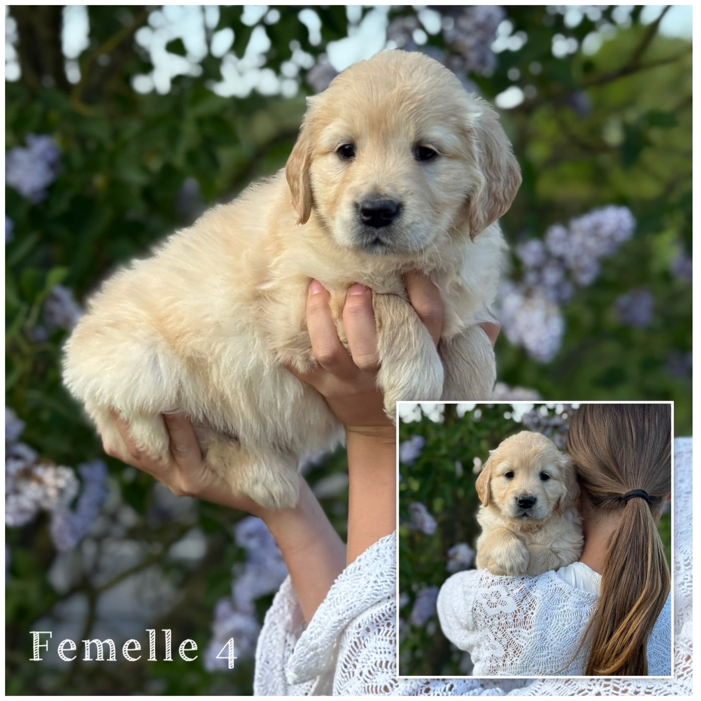 Femelle 4 - Golden Retriever