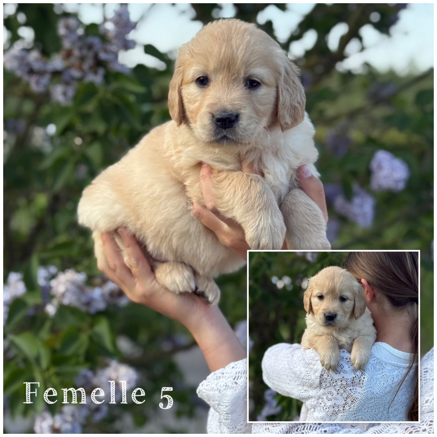 Femelle 5 - Golden Retriever
