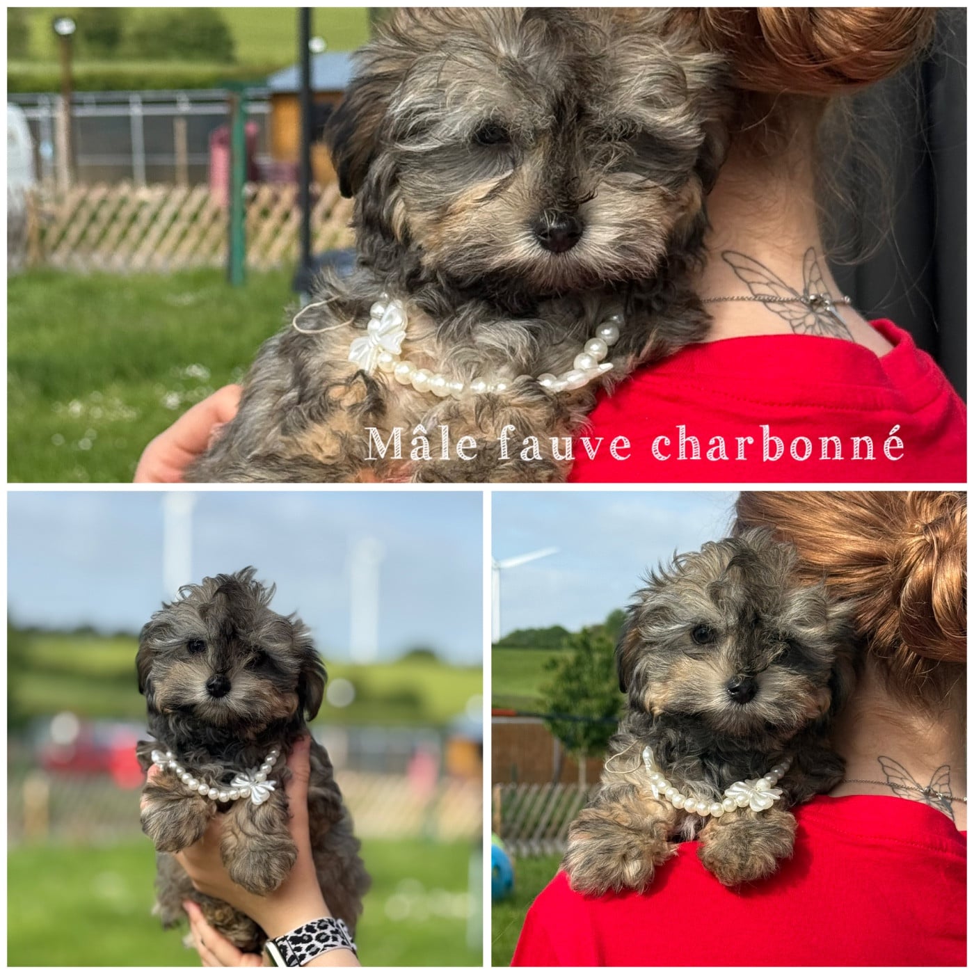 Mâle fauve charbonné 2 - Bichon Havanais