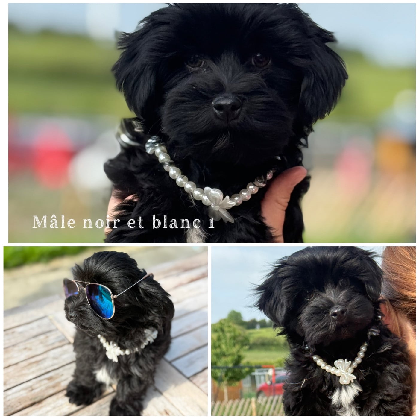 Mâle noir - Bichon Havanais