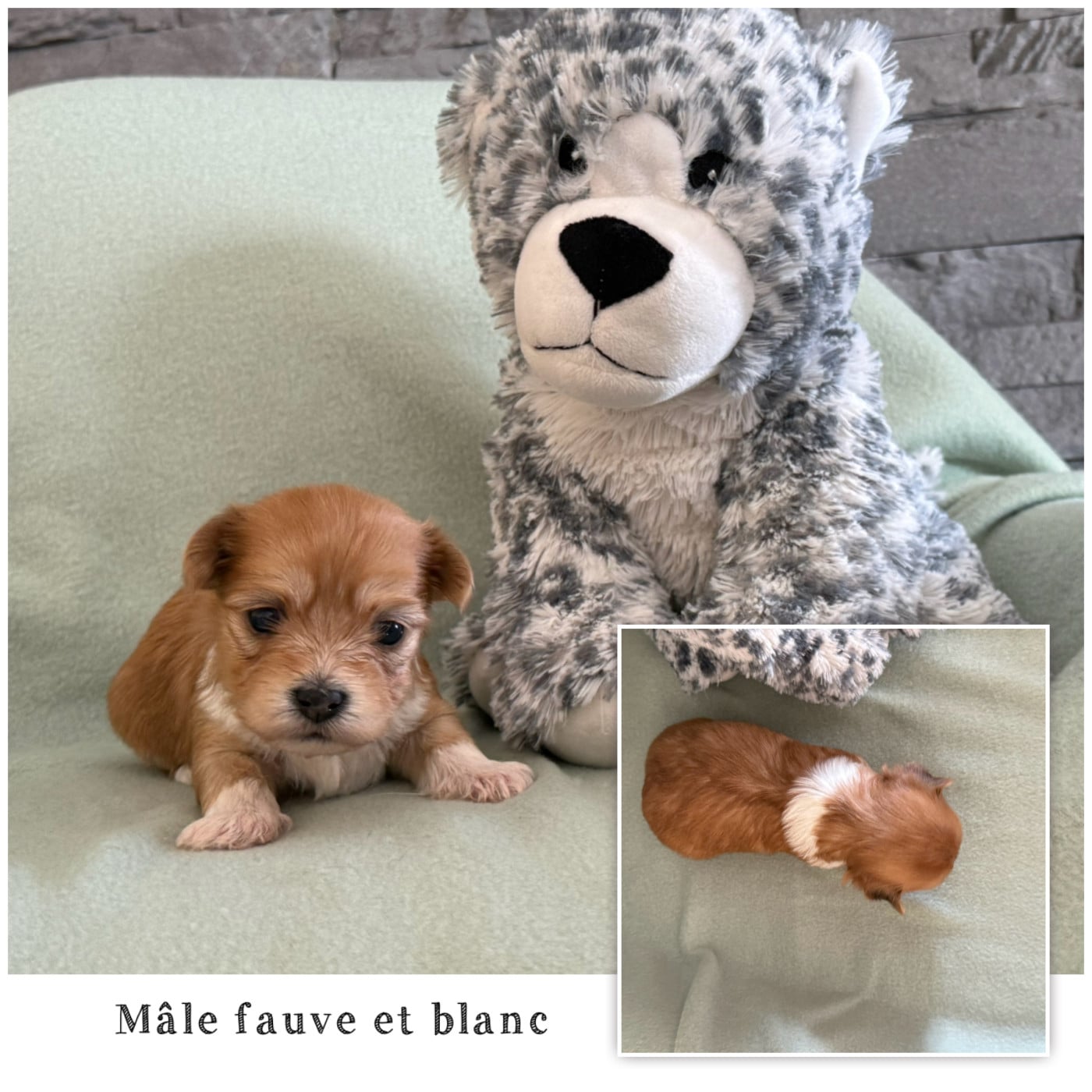 Mâle fauve et blanc 1 - Bichon Havanais