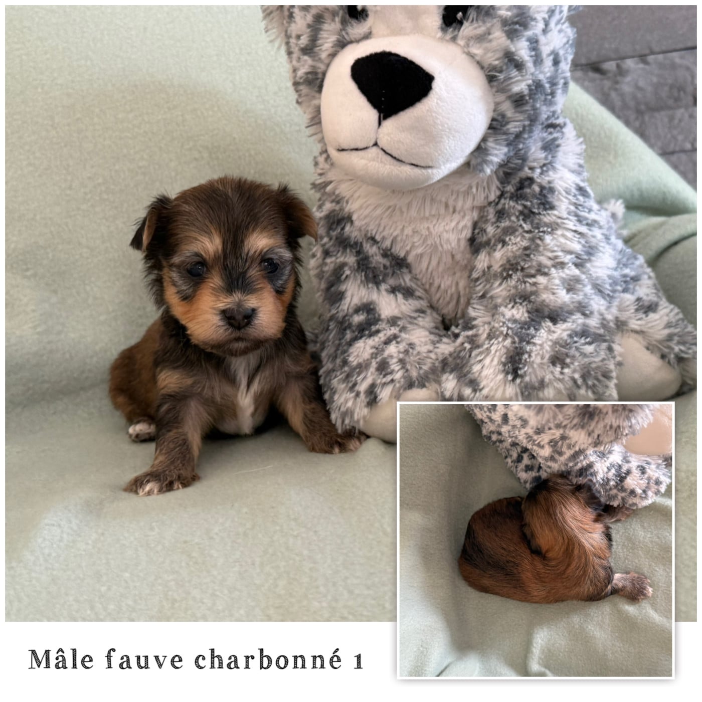 Mâle fauve charbonné 1 - Bichon Havanais