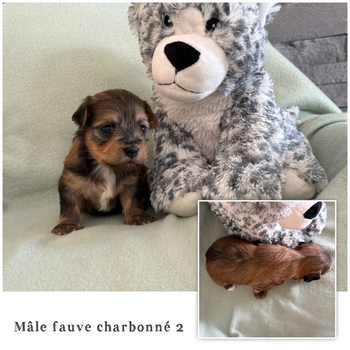 Mâle fauve charbonné 2 - Bichon Havanais