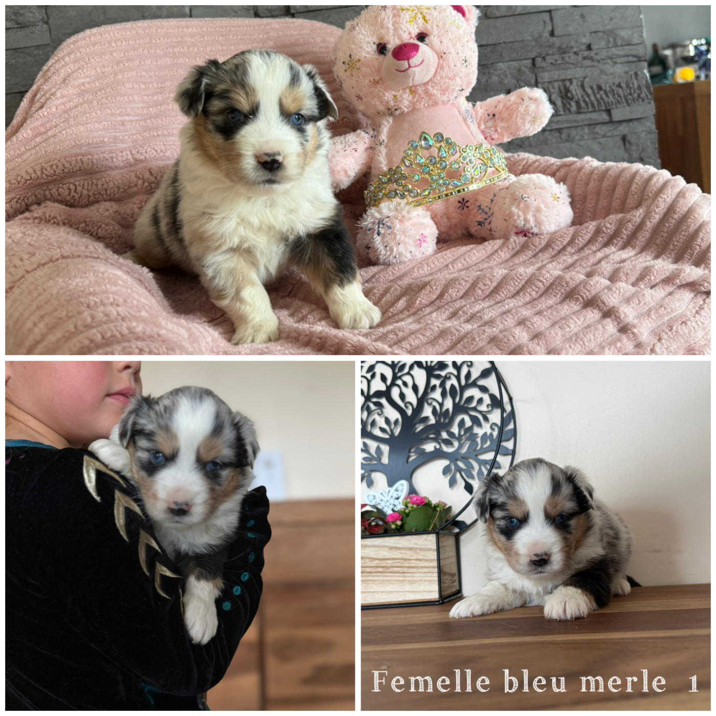 Femelle bleu merle 1 - Berger Américain Miniature 