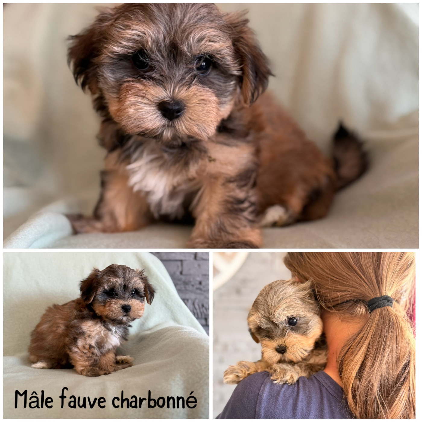Mâle fauve charbonné 1 - Bichon Havanais
